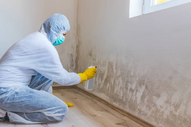 Professional mold removal team in Williamsport