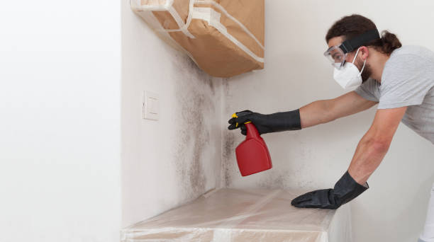 Basement Mold Remediation treatment on basement walls in Williamsport